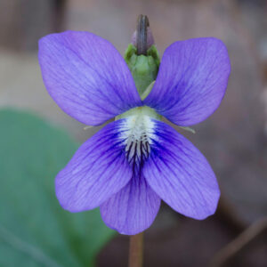 Viola sororia <p>CONFEDERATE BLUE VIOLET</p>