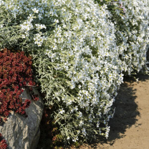 Cerastium tomentosum <p>var. columnae <p>'Silver Carpet' <p>SILVER SNOW IN SUMMER</p>