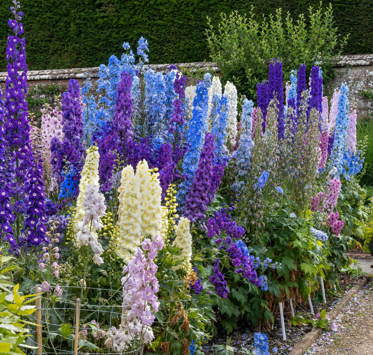 Delphinium x cultorum <p>Garden Mix <p>BULK FLOWERS FARMER'S PACK <p>DELPHINIUMS HARDY GARDEN MIX</p>