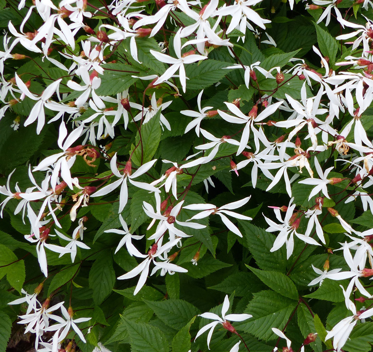 Gillenia trifoliata <p>BOWMAN'S ROOT</p>