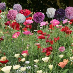 SCATTER SEED - <p>Poppy Field Mix <p>500+ seeds <p>No Tas / No WA</p>