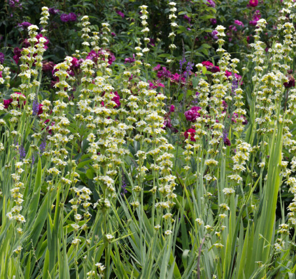 Sisyrinchium striatum <p>SATIN FLOWER</p>