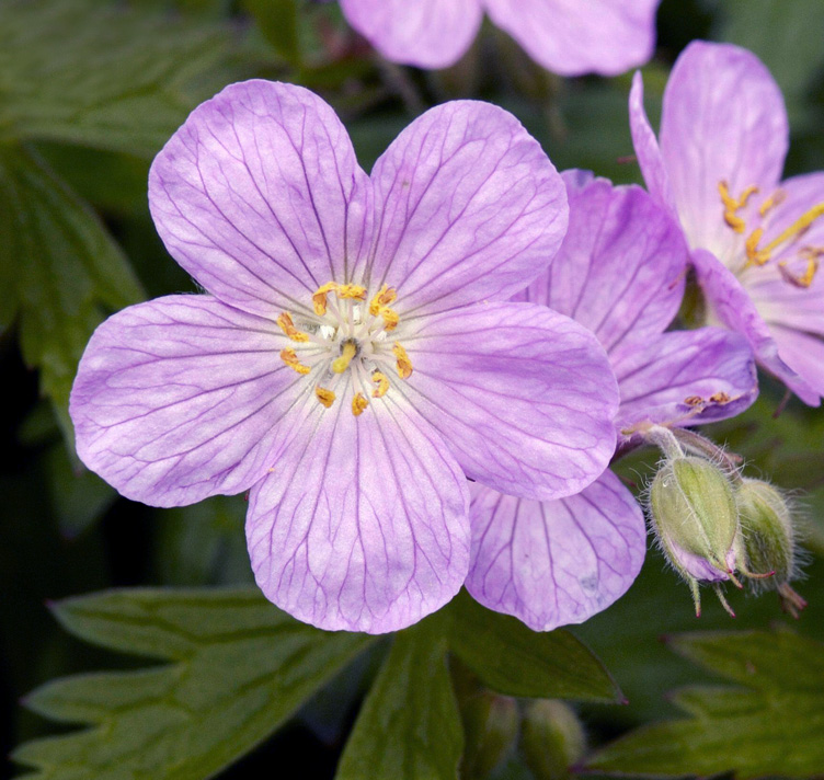 Geranium maculatum <p>WOOD CRANESBILL</p>