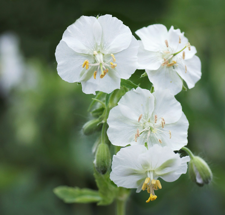 Geranium phaeum <p>f. albiflorum <p> WHITE WIDOW <p>CRANESBILL</p>