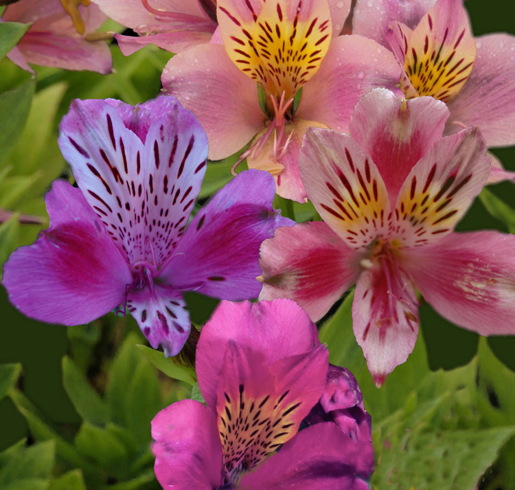 Alstroemeria hybrida <p>'Butterfly Hybrids' <p>BUTTERFLY ALSTROEMERIAS</p>