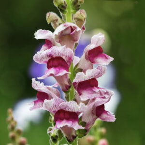 Antirrhinum majus <p>‘Potomac Plumblossom’ <p>POTOMAC PLUM BLOSSOM SNAPDRAGONS</p>