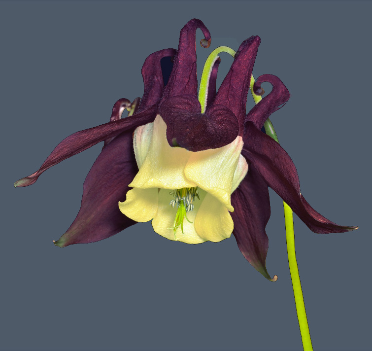 Aquilegia oxysepala <p>ORIENTAL COLUMBINE</p>