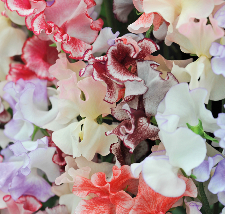 Lathyrus odoratus <p>'Fragrant Ripples'<p>FRAGRANT RIPPLES SWEET PEAS</p>