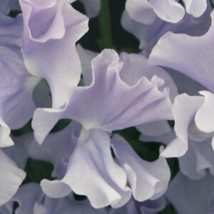 Lathyrus odoratus <p>'Spencer Arthur Hellyer' <p>ARTHUR HELLYER SPENCER SWEET PEAS 1942</p>