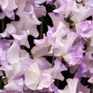 Lathyrus odoratus <p>'Spencer Pulsar'<p>SPENCER PULSAR SWEET PEAS</p>