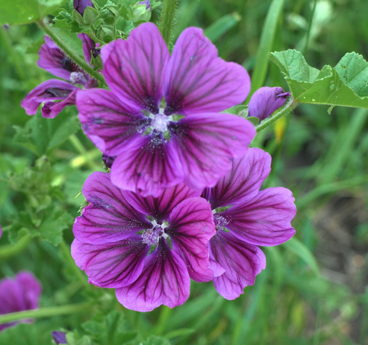 Malva sylvestris ssp. mauritiana <p>'Bibor Felho' <p>PURPLE CLOUD <p>FRENCH HOLLYHOCK <p>No WA</p>