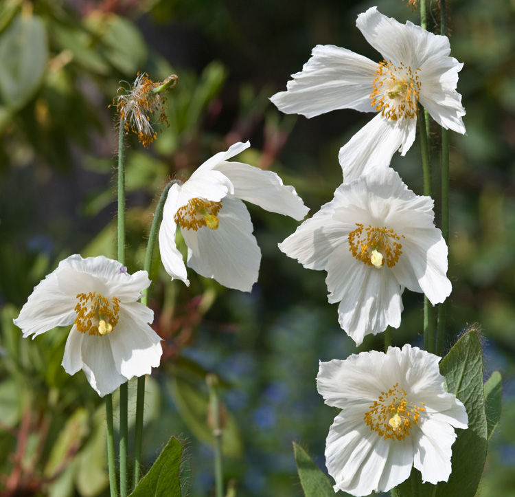 Meconopsis baileyi 'Alba' <p>HIMALAYAN <p>WHITE POPPY</p>