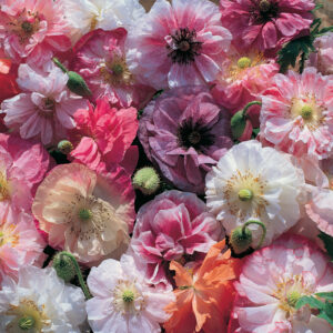 Papaver rhoeas <p>'Dawn Chorus' <p>DAWN CHORUS <p>SHIRLEY POPPIES</p>