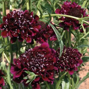 Scabiosa atropurpurea <p>‘Burgundy Beau’ <p>Syn. Sixalix atropurpurea <p>BURGUNDY BEAU PINCUSHIONS</p>