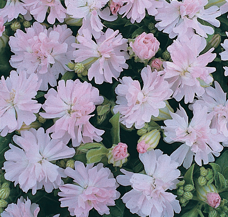Silene pendula <p>'Peach Blossom' <p>PEACH NODDING CATCHFLY <p>No WA</p>