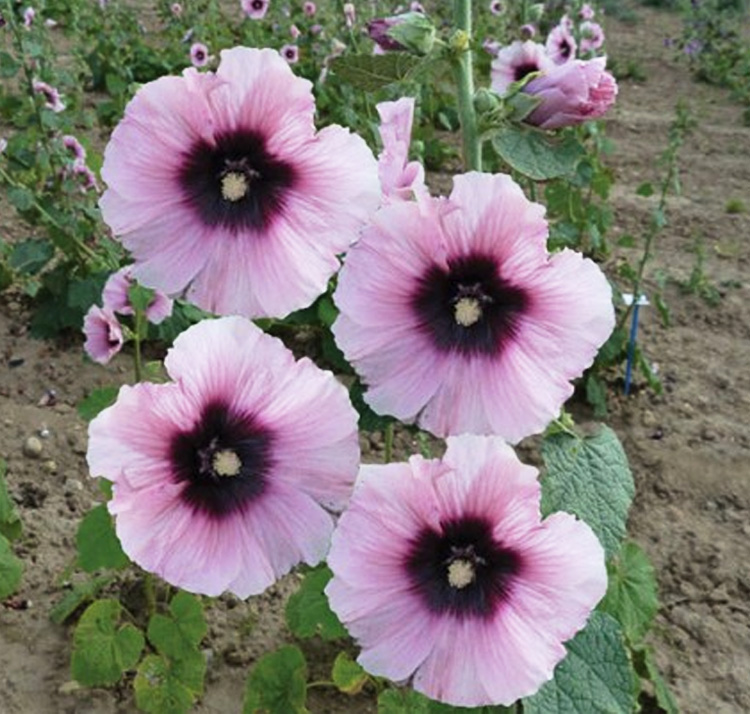 Alcea rosea <p>'Halo Candy' <p>HALO CANDY HOLLYHOCKS</p>