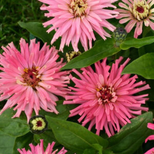 Zinnia elegans <p>'Pinca' <p>PINCA ROSE TWIRLY ZINNIA</p>