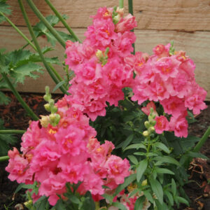 Antirrhinum majus <p>‘Madame Butterfly Rose’ <p>DOUBLE ROSE SNAPDRAGONS</p>