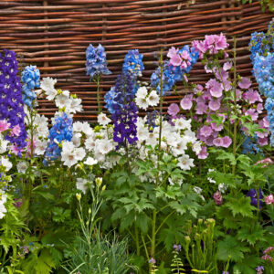 Delphinium elatum <p>'Mini Stars' <p>DWARF DOWDESWELL NZ DELPHINIUMS</p>