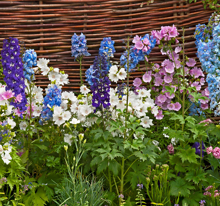 Delphinium elatum <p>'Mini Stars' <p>DWARF DOWDESWELL NZ DELPHINIUMS</p>