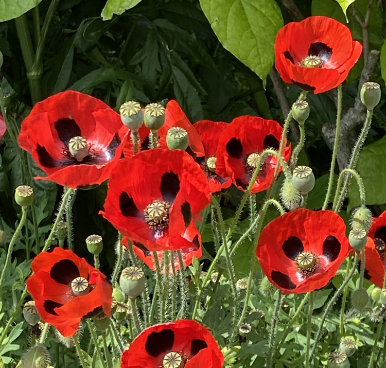 Papaver commutatum <p>'Ladybird' <p>LADYBIRD POPPIES</p>