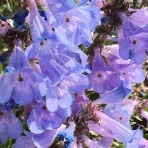 Penstemon virens <p>MISTY BLUE <p>CARPET PENSTEMON</p>