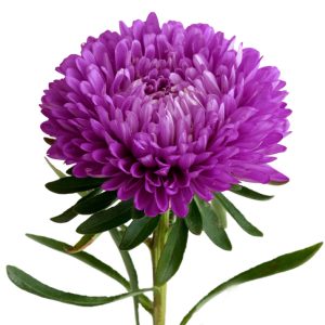 Callistephus chinensis <p>'Gala Purple' <p>GALA PURPLE CHINA ASTER</p>