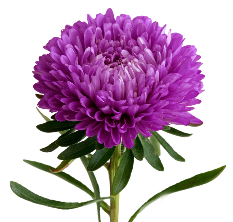 Callistephus chinensis <p>'Gala Purple' <p>GALA PURPLE CHINA ASTER</p>