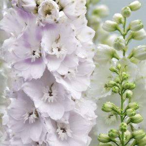 Consolida ajacis <p>'Fancy Smokey Eyes' <p>SMOKEY EYES LARKSPURS <p>Syn. Delphinium consolida</p>