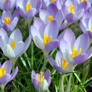 Crocus tomassinianus <p>EARLY TOMMIES CROCUS</p>