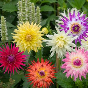 Dahlia variabilis <p>'Dwarf Cactus Flowers' <p>DWARF CACTUS FLOWERED DAHLIAS <p>No WA</p>