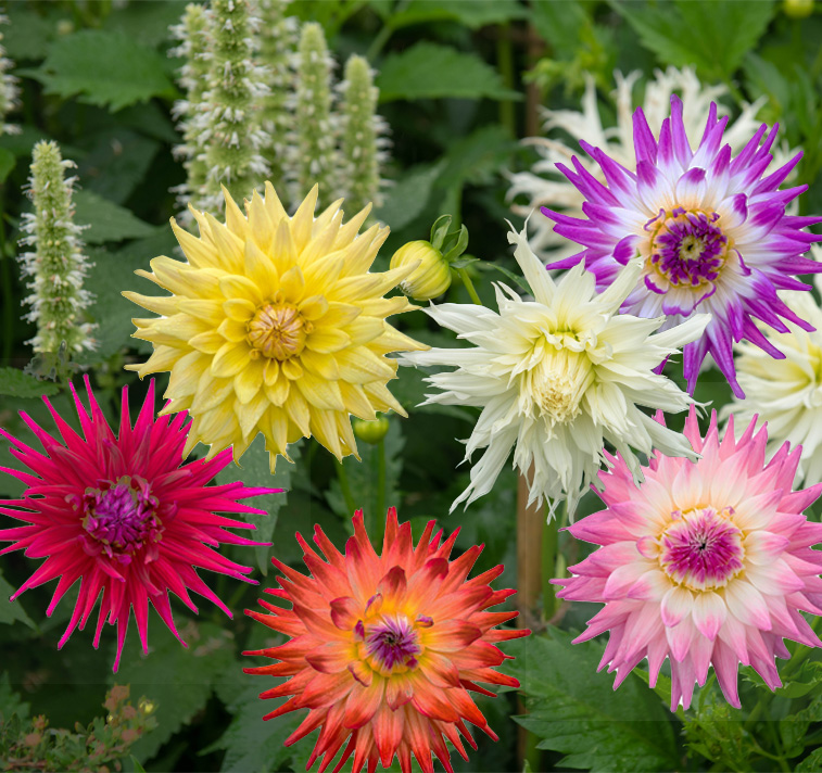 Dahlia variabilis <p>'Dwarf Cactus Flowers' <p>DWARF CACTUS FLOWERED DAHLIAS <p>No WA</p>