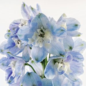 Delphinium grandiflorum <p>‘Hunky Dory Sky Blue’ <p>HUNKY DORY SKY BLUE DELPHINIUM</p>