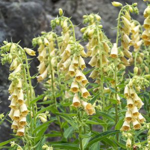 Digitalis grandiflora 'Carillon' <p>CREAM BELLS <p>PERENNIAL FOXGLOVE <p>No Tas.</p>
