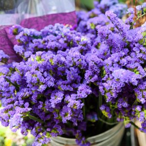 Limonium sinuatum <p>'QIS Lavender' <p>LAVENDER STATICE</p>