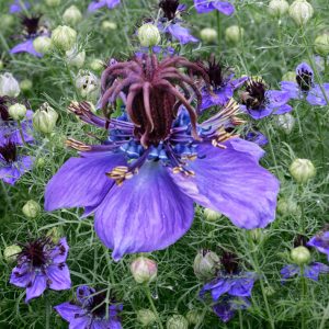 Nigella hispanica <p>SPANISH FENNEL FLOWER <p>No WA</p>