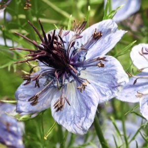 Nigella papillosa <p>'Delft Blue' <p>DELFT BLUE LOVE-IN-THE-MIST <p>No WA</p>