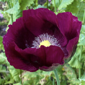 Papaver laciniatum <p>‘Lauren's Grape’ <p>LAUREN'S GRAPE POPPIES <p>Syn. P. somniferum var. laciniatum 'Lauren's Grape' <p>No Tas</p>