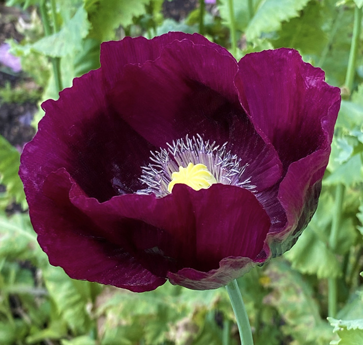 Papaver laciniatum <p>‘Lauren's Grape’ <p>LAUREN'S GRAPE POPPIES <p>Syn. P. somniferum var. laciniatum 'Lauren's Grape' <p>No Tas</p>