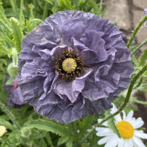 Papaver rhoeas <p>'Amazing Grey' <p>AMAZING GREY POPPY</p>