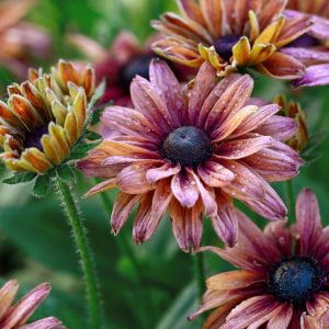 Rudbeckia hirta <p>'Sahara' <p>SAHARA SHADES CONEFLOWER</p>