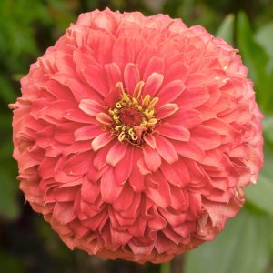 Zinnia elegans <p>'Coral Beauty' <p>CORAL DAHLIA FLOWERED ZINNIA</p>