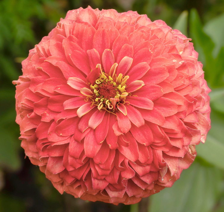 Zinnia elegans <p>'Coral Beauty' <p>CORAL DAHLIA FLOWERED ZINNIA</p>