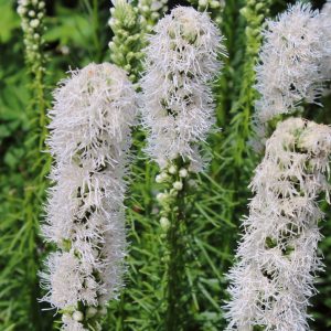 Liatris scariosa 'Alba' <p>WHITE GLORY <p>GAYFEATHERS </p>SALE: Buy 1 get 2 packs</p>