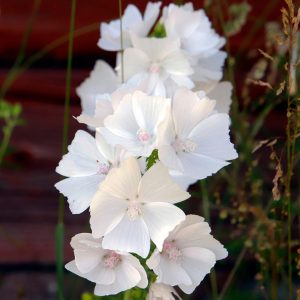 Malva moschata f. alba <p>WHITE <p>MUSK MALLOW</p>