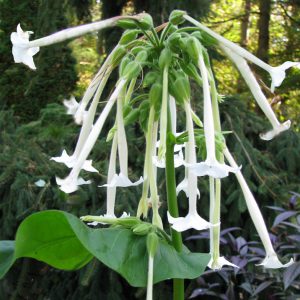 Nicotiana alata <p>WHITE JASMINE TOBACCO</p>