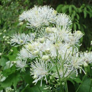 Thalictrum aquilegiifolium 'Album' <p>WHITE FLUFFY DOTS</p>