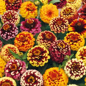 Zinnia haageana <p>'Aztec Sunset Improved' <p>AZTEC SUNSET ZINNIAS</p>