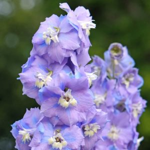 Delphinium elatum <p>'Cameliard Premium' <p>CAMELIARD PREMIUM DELPHINIUMS</p>