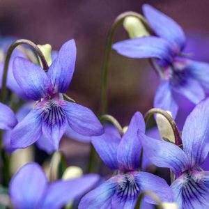 Viola labradorica 'Purpurea' <p>PURPLE LEAF DOG VIOLET</p>